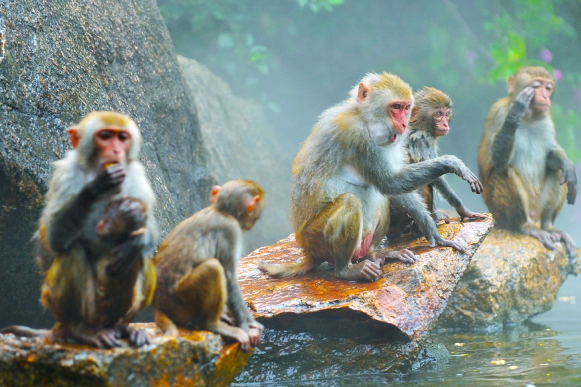 Monkey Island at Nanquan